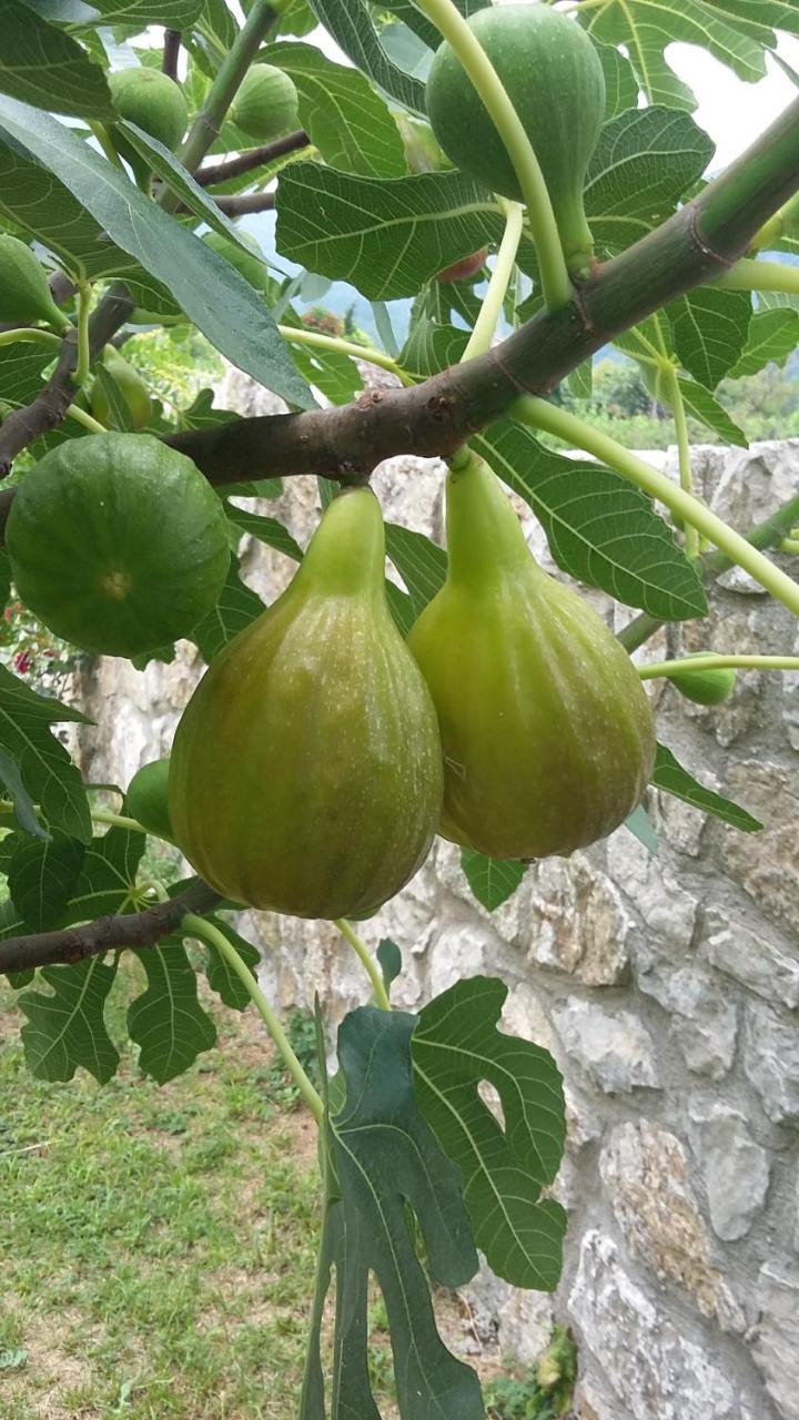 Vila Pegaz فيربازار المظهر الخارجي الصورة